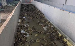 林蛙蝌蚪养殖技术视频，关键步骤有哪些？