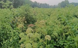 白芷怎么种才能高产？