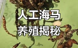 海马养殖技术视频全集有哪些要点？