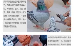 鸽子养殖技术怎么加盟？