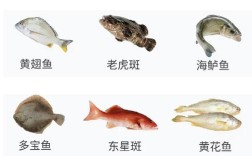 常见海鱼品种有哪些？