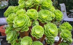 法师多肉哪个品种更耐养好看？