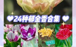 郁金香哪个品种最好？