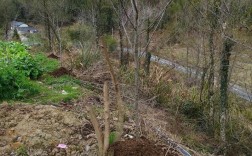 红富士苹果树施肥技术