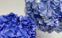 蓝色绣球哪个品种最好？