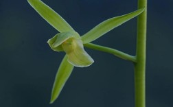 墨兰白墨品种繁多，具体有哪些独特分类及各自特征？