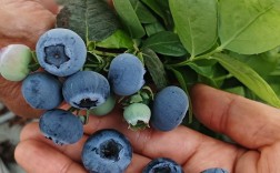 南方蓝莓哪个品种最甜好吃？