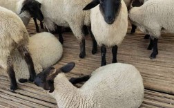 短毛羊品种有哪些？