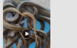 杭州野生黄鳝价格现在多少一斤？