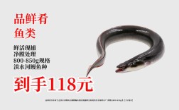 2025欧洲鳗鱼价格会涨还是跌？