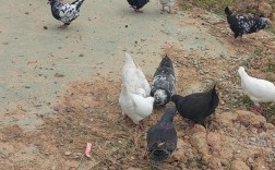 农广天地鸽子养殖技术