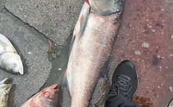 大胖头鱼具体分哪些品种？