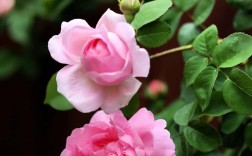 藤本月季三季开花品种有哪些？