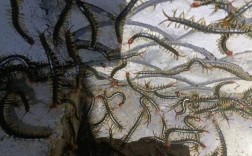 蜈蚣养殖技术为何价格超低？