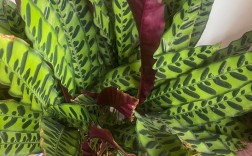 竹芋开花品种有哪些？