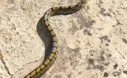 黑龙江养蛇的主要品种