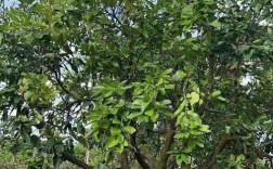 柚子树施肥该注意哪些技术要点？