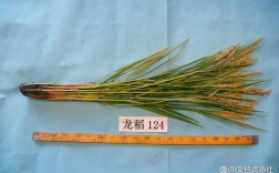 水稻龙粳52品种有何特性与优势？