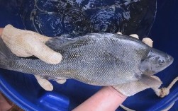 2025年鱼养殖新品种有哪些？