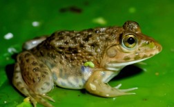 虎纹娃哪里能买到？