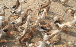 我国到底有几个优良蛋鸭品种？