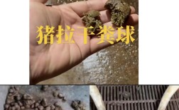 猪粪蝇蛆养殖技术视频
