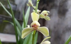 四季兰花品种有哪些？