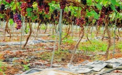 大棚提子种植技术视频