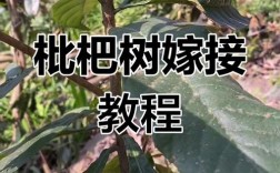 成年枇杷树如何高效嫁接？
