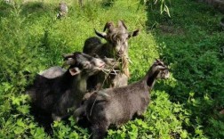 湖北养羊，什么品种最合适？