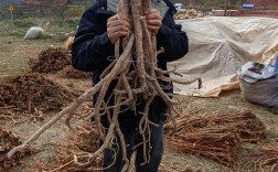 黄芪高产种植技术视频