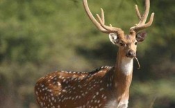 哪种鹿品种颜值最高？