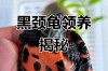 黑颈龟2025价格图片？真实行情如何？