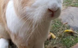 肉兔与杂交野兔价格有何差异？