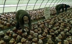 大棚种植姬菇技术视频