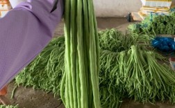 广西豆角价格今日多少？行情咋样？