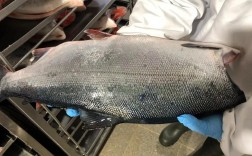 智利三文鱼具体是哪个品种？