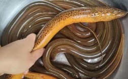 黄膳价格一斤多少？