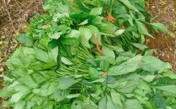 板蓝根种植技术有哪些关键要点？