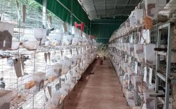 冬天鸽子养殖技术视频有哪些要点？