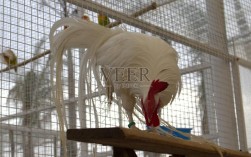 日本鸡的品种图片大全