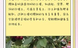 盆栽樱桃如何种得好？管理技巧有哪些？