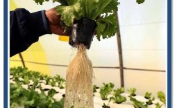 大棚生菜栽培管理技术有哪些要点？