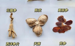 家庭养殖中药材品种哪些适合新手？