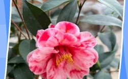 云南茶花品种有哪些？