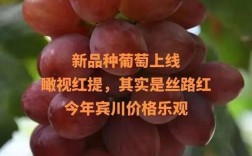 农广天地葡萄新品种