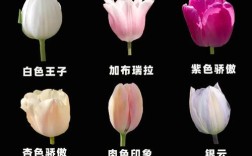 郁金香品种到底有多少？