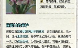 兰草品种多，栽培技术有何讲究？