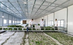 广西农广天地养蚕技术有何要点？