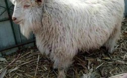 辽宁快速肉用种羊品种有哪些优势？